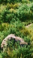 gros rochers sur le terrain avec de l'herbe sèche video