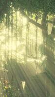 misty rainforest and bright sun beams through trees branches video