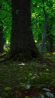 radici degli alberi e sole in una foresta verde video