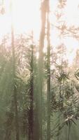 luce del sole streaming attraverso un' lussureggiante bambù foresta video