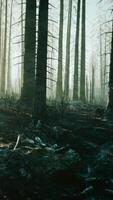en förkrossad skog efter en brand video