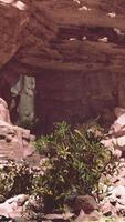 une majestueux la grotte rempli avec un abondance de rochers et des arbres video