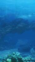 An underwater view of a rock formation in the ocean video