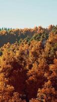 Tal mit Herbstbäumen zwischen den Bergen, die bei Sonnenuntergang von der Sonne beleuchtet werden video