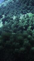 Aerial forest scenery European Fores video