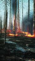 Forest fire with fallen tree is burned to the ground video