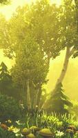 dessin animé forêt verte en fleurs au coucher du soleil video