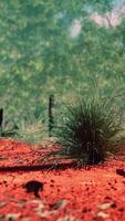 cespuglio australiano con alberi sulla sabbia rossa video