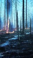 Forest fire with Burned trees after wildfire video