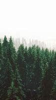 hillside with coniferous forest among the fog on a meadow in mountains video