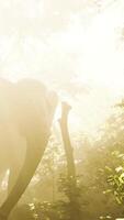 elephant in tropical forest with fog video