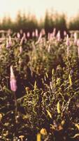 Flowers on the mountain field during sunrise in the summer time video