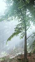 mystiskt trä i den dimmiga morgonen video