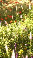 veld met bloemen tijdens de zomerzonsondergang video