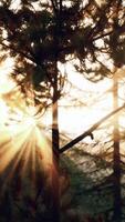 Sol brilha através pinho árvore galhos video