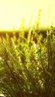gräs stänga upp med Sol bakgrund video
