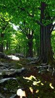 groupe de des arbres dans forêt video