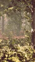 Dense Forest With Abundant Trees and Leaves video