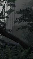 Towering Trees in a Dense Forest video