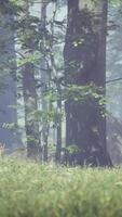 cerf permanent dans forêt video