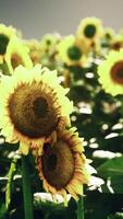 ein beschwingt Feld von Sonnenblumen gegen ein malerisch Himmel Hintergrund video