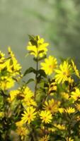 een levendig veld- van geel bloemen video