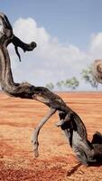 morto albero nel deserto video