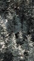 uma inverno país das maravilhas com coberto de neve árvores dentro uma floresta video