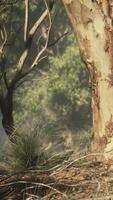 chemin de terre à travers la forêt d'angophora et d'eucalyptus video