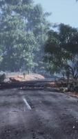 Beautiful tree lined road in the Tunnel of Trees video