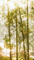 asian bamboo forest with morning sunlight video