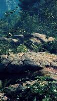 une Roche dans le milieu de une forêt video