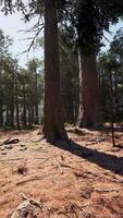 Sunlight streaming through a dense pine forest video