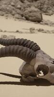 een dier schedel met lang hoorns houdende in de zand video