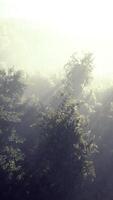 morning fog in dense tropical rainforest video