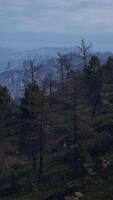 Beautiful pine trees on background high mountains of Carpathians video