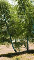 birch forest in sunlight in the morning video