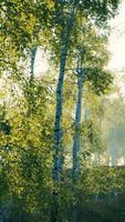 birch grove by a sunny day video