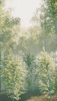 birch forest in sunlight in the morning video