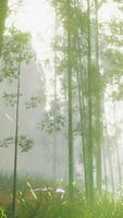 Grüner Bambus im Nebel mit Stielen und Blättern video