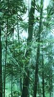 Tropical jungles of Southeast Asia video