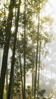 zonneschijn in de ochtendmist bamboebos video