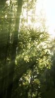 folhas de bambu verde em um nevoeiro leve video