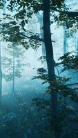 Misty Forest With Dense Trees video