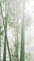 groep van bamboe bomen in Woud video