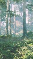 luxuriant vert forêt avec abondant les plantes et des arbres video