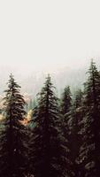 Pine Trees Group With Mountain Background video