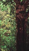 majestätisch Baum im Wald video