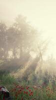 Foggy Day Field With Red Flowers and Trees video