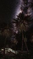 Starry Night With Palm Trees video